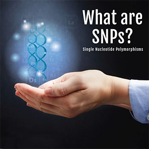 What are SNPs?